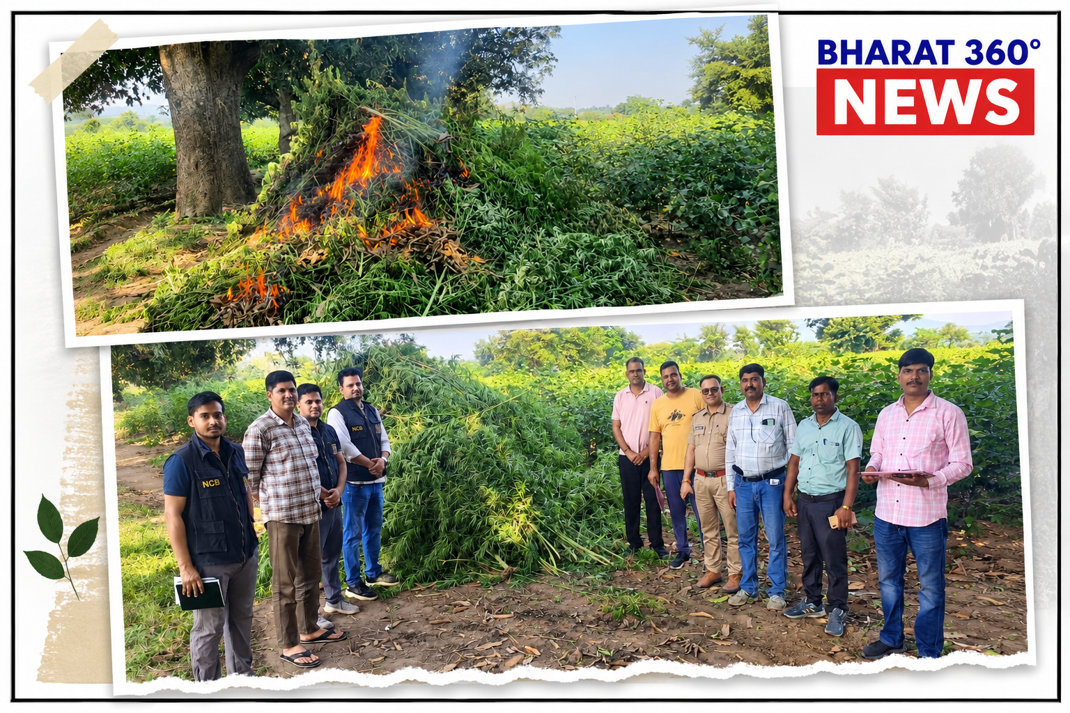 उदयपुर में 10 बीघा जमीन पर उगाई गई गांजे की फसल नष्ट, ANTF ने करीब 12 करोड़ रुपये की फसल पकड़ी